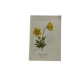 Botanical panache naturalist engraving scientific lithograph plant flower