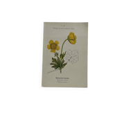 Botanical panache naturalist engraving scientific lithograph plant flower