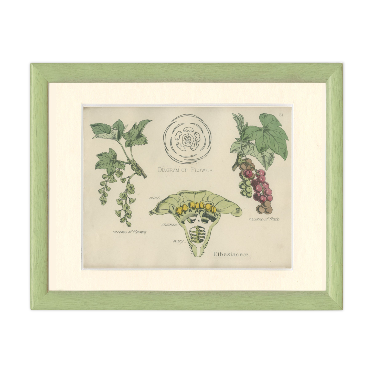 Old botanical poster board 1874 American blackcurrant, gooseberry, ribesiaceae