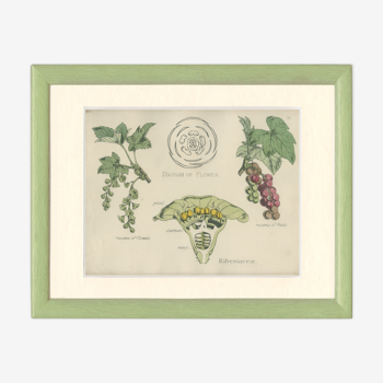 Planche affiche botanique ancienne 1874 cassis d'amérique, groseille, ribesiaceae