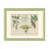 Planche affiche botanique ancienne 1874 cassis d'amérique, groseille, ribesiaceae