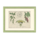 Old botanical poster board 1874 American blackcurrant, gooseberry, ribesiaceae