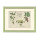 Old botanical poster board 1874 American blackcurrant, gooseberry, ribesiaceae