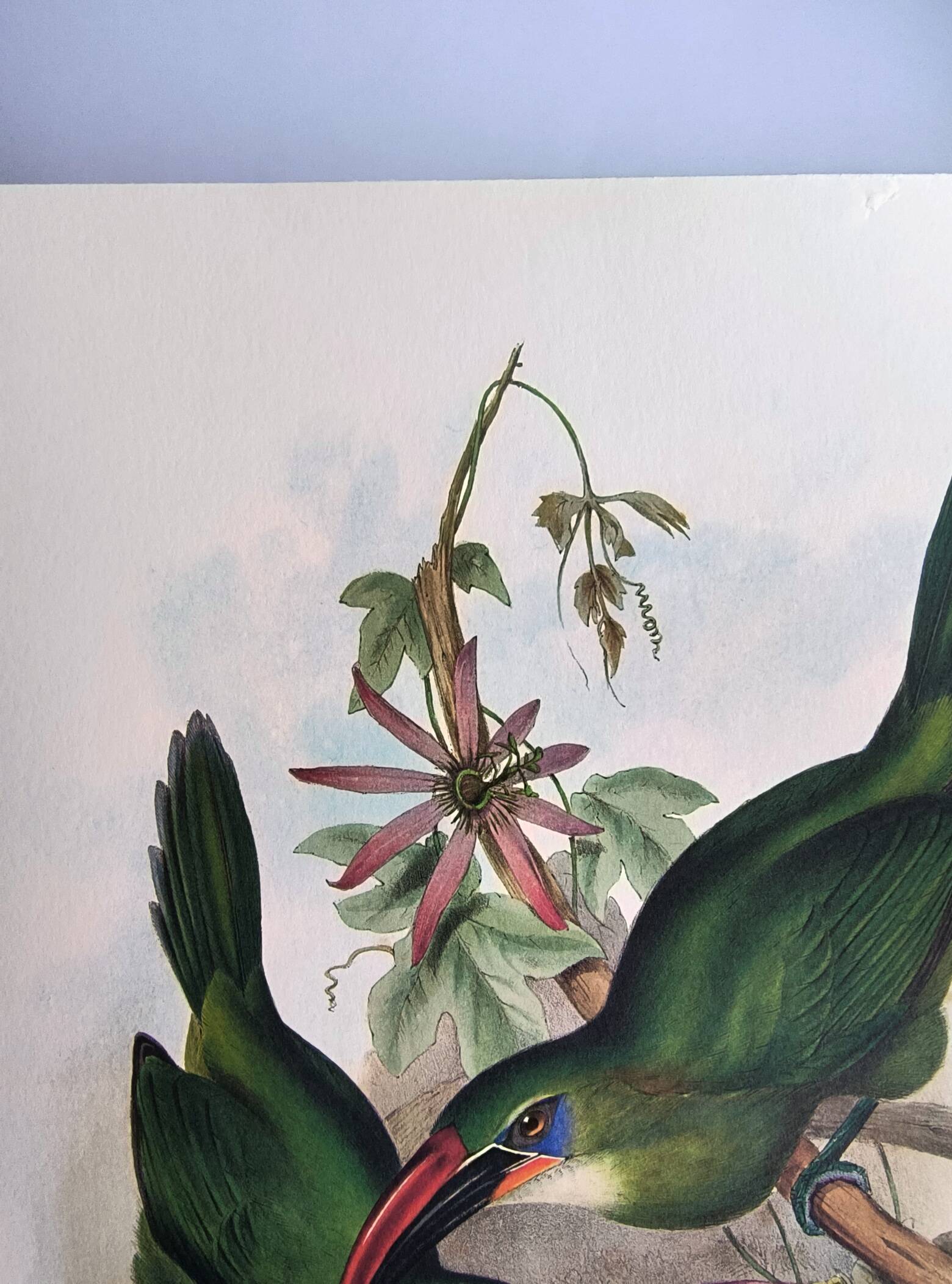 Illustration vintage. Toucanet à bec sillonné de J.Gould. 33x49 cm. oiseau