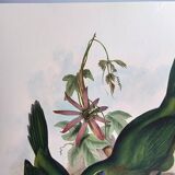 Illustration vintage. Toucanet à bec sillonné de J.Gould. 33x49 cm. oiseau