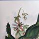 Vintage illustration. J. Gould's Furrow-billed Toucanet. 33x49 cm. Bird