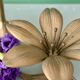 Cendrier vintage en laiton en forme de fleur