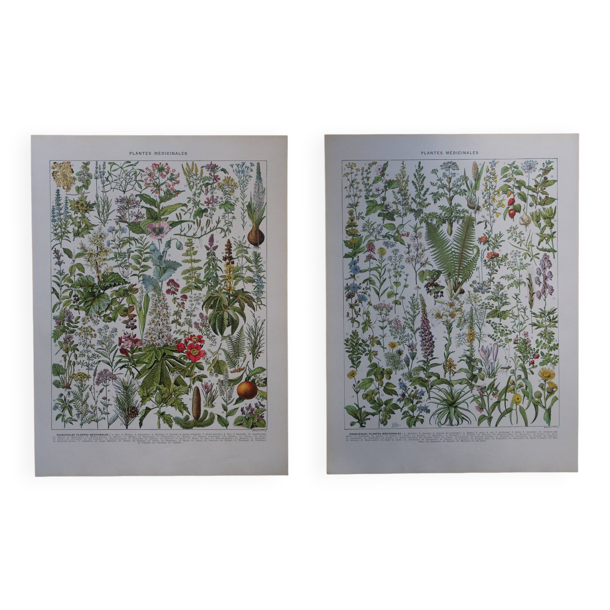 Original lithographs on medicinal plants