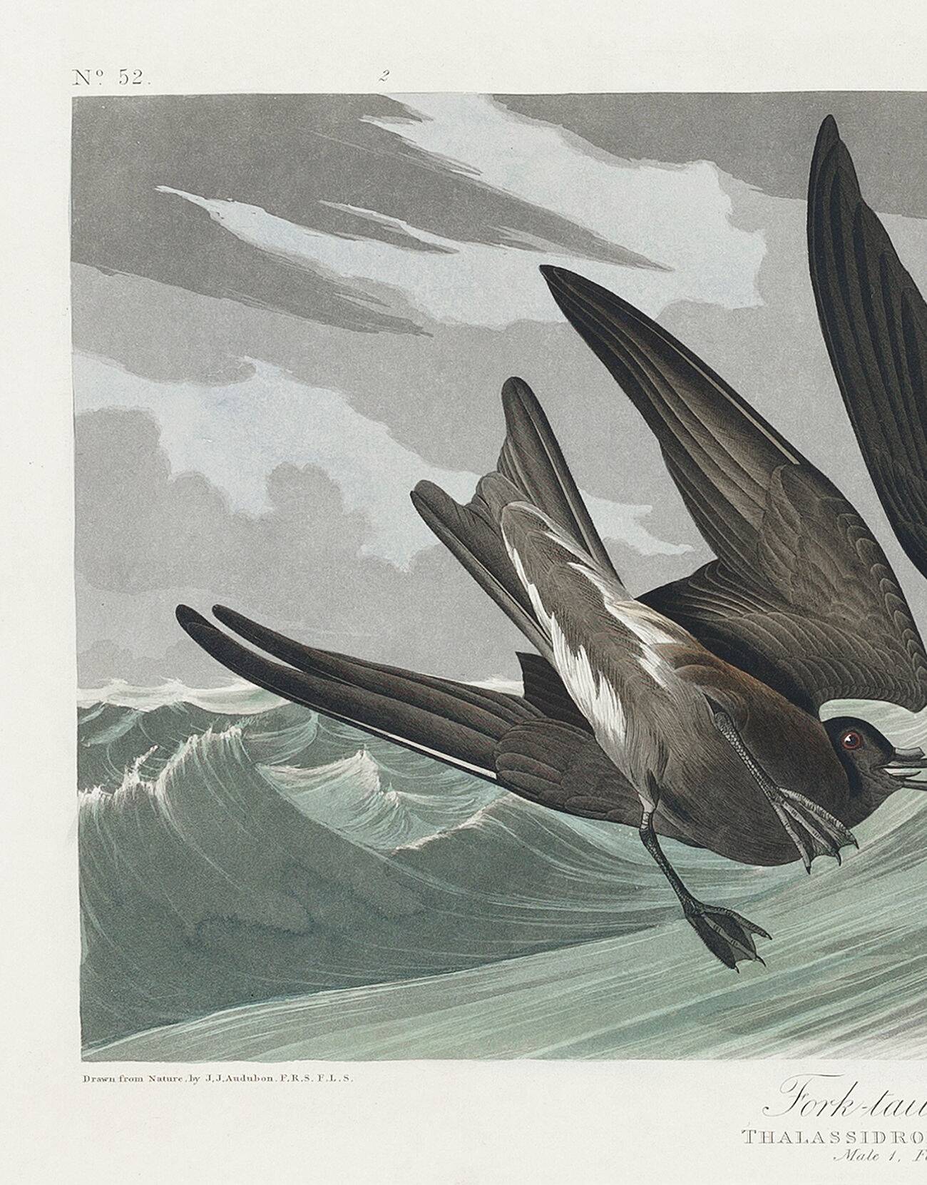 Poster about Leach's Oceanite, based on an old engraving from 1827.