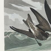 Poster about Leach's Oceanite, based on an old engraving from 1827.