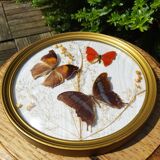 Round frame domed butterflies naturalized