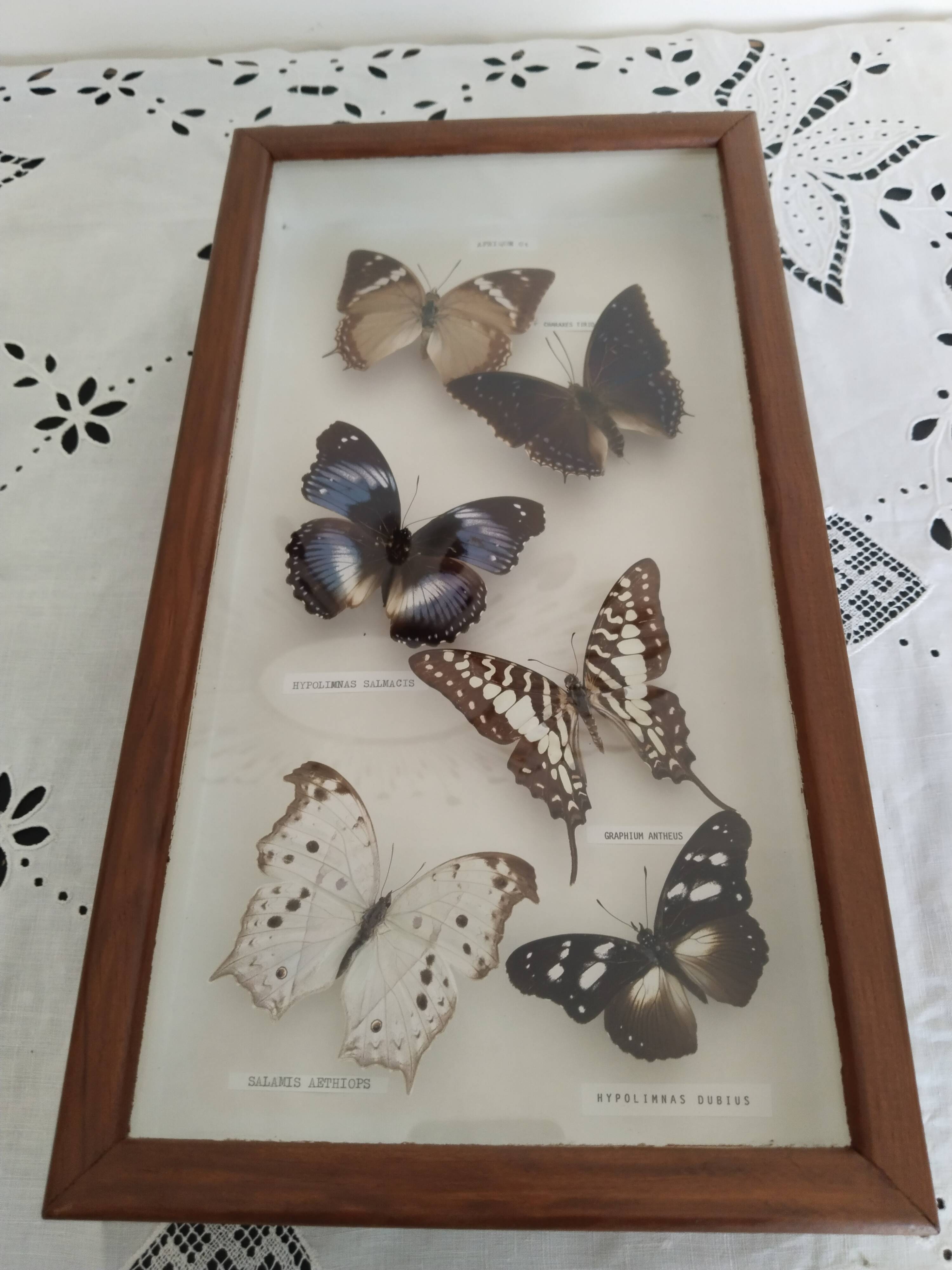 Butterflies stuffed under glass