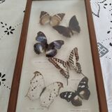 Butterflies stuffed under glass