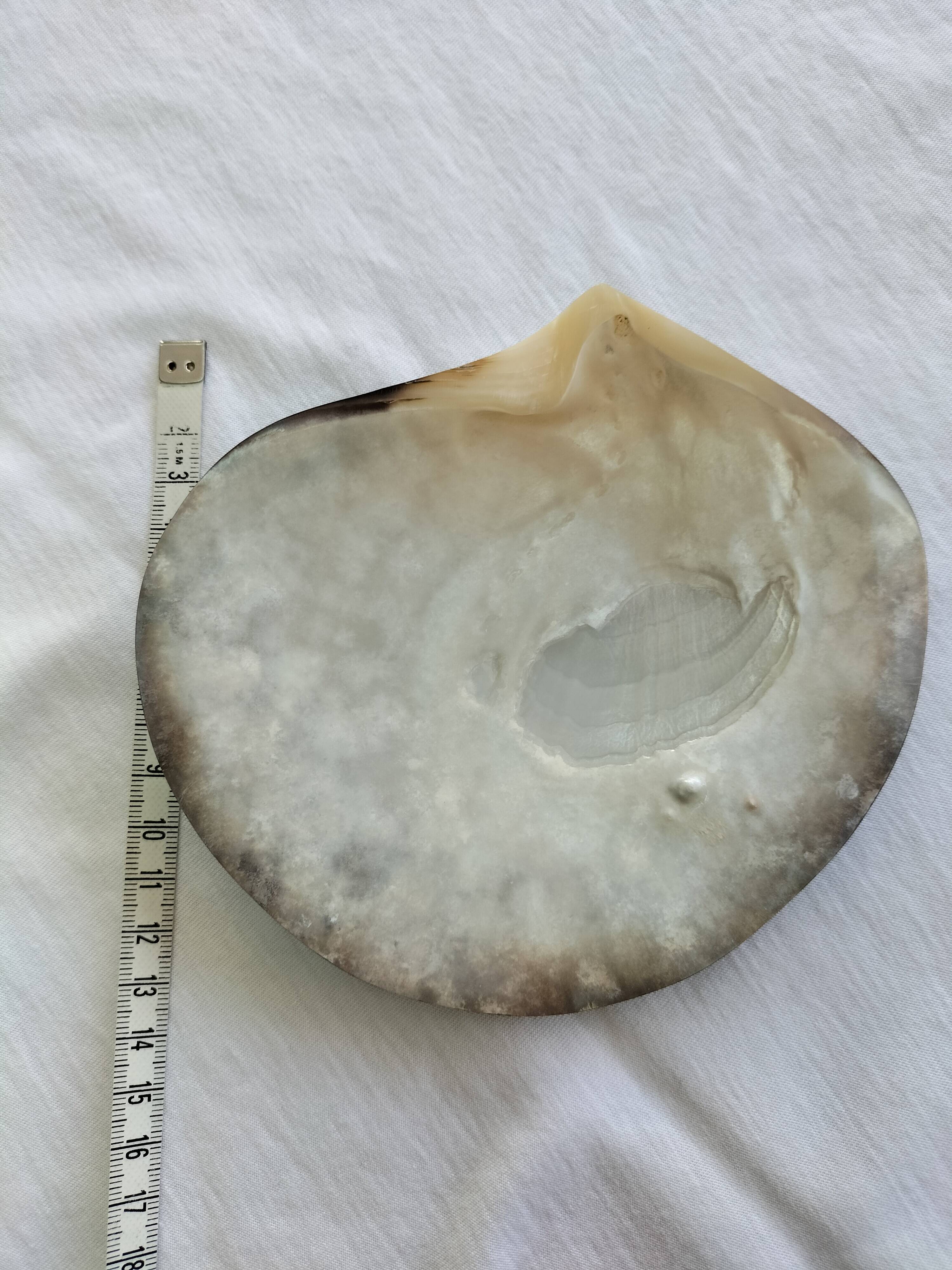 Shell-shaped pocket tray from the pearl oyster of the islands.