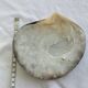 Shell-shaped pocket tray from the pearl oyster of the islands.