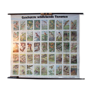 Affiche pédagogique espèces animales