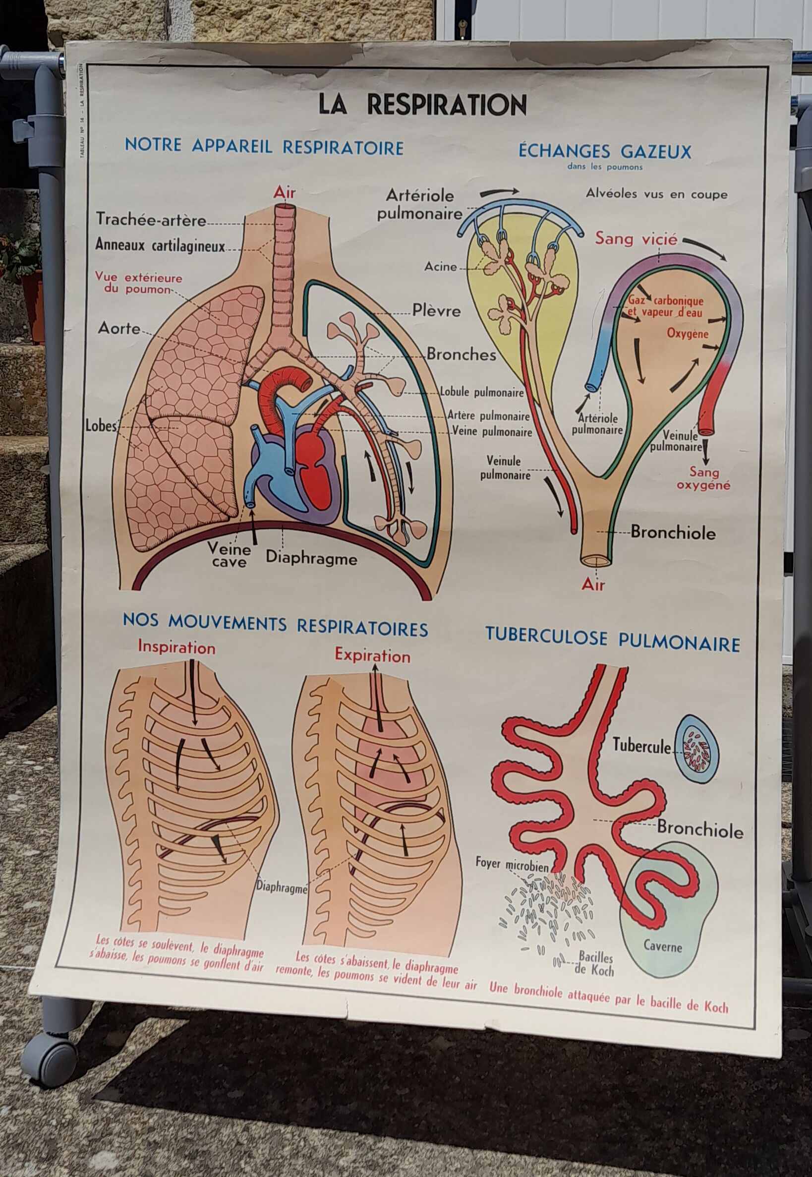 Anatomical school poster