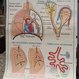 Anatomical school poster