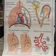 Anatomical school poster