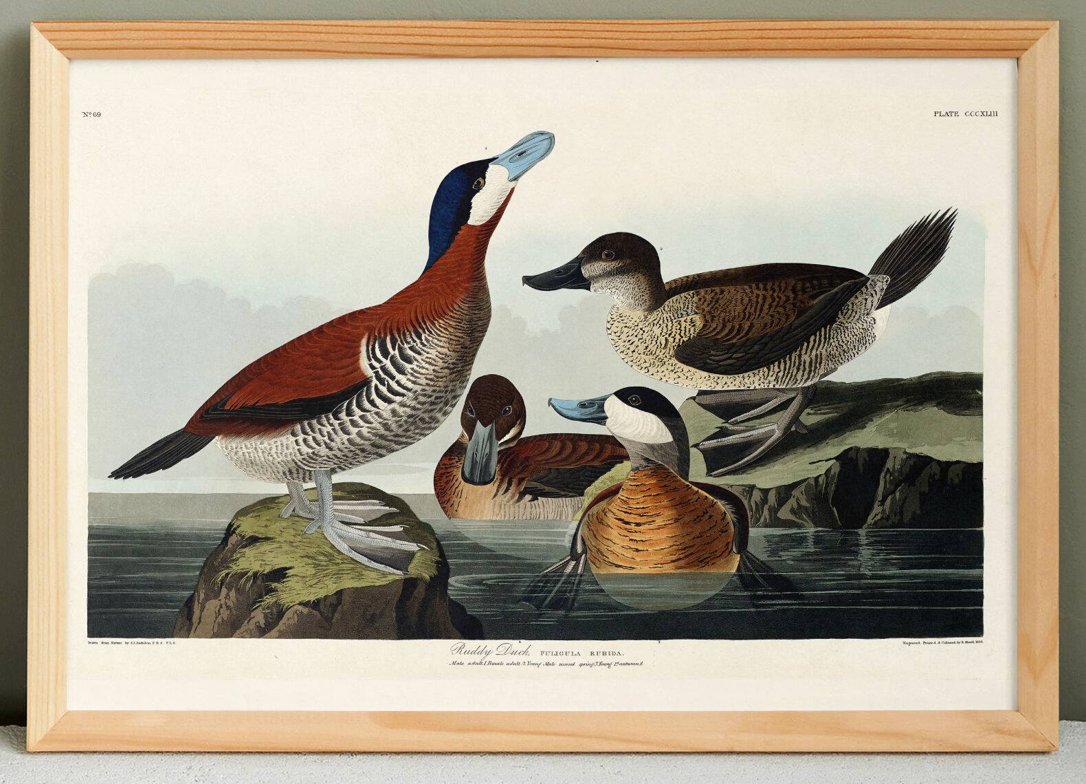 Poster about the red-tailed duck, based on an old engraving from 1827.