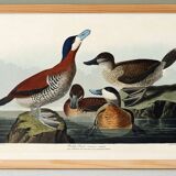 Poster about the red-tailed duck, based on an old engraving from 1827.