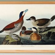 Poster about the red-tailed duck, based on an old engraving from 1827.