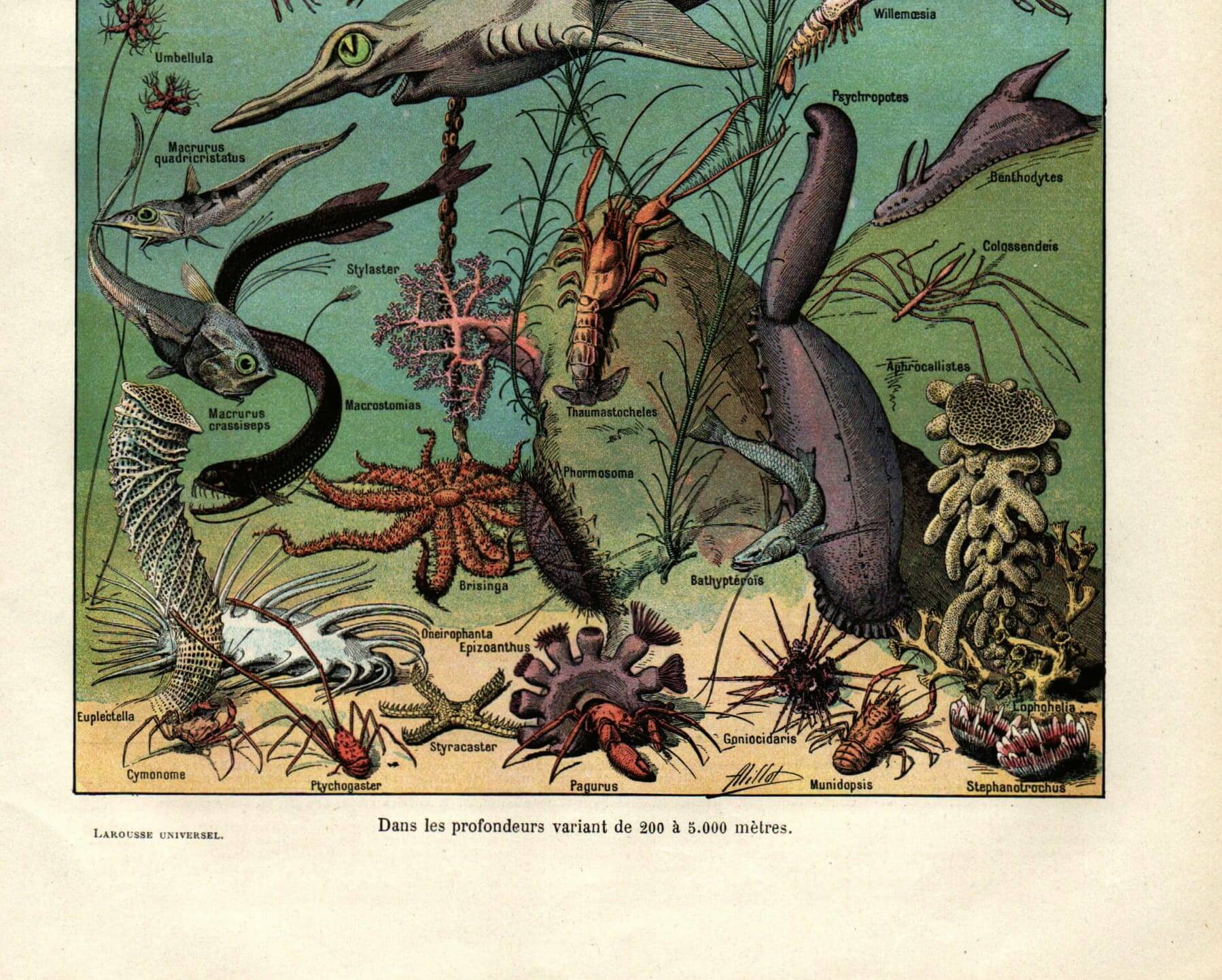 Old engraving from 1923 - Oceanography and marine life - vintage plate