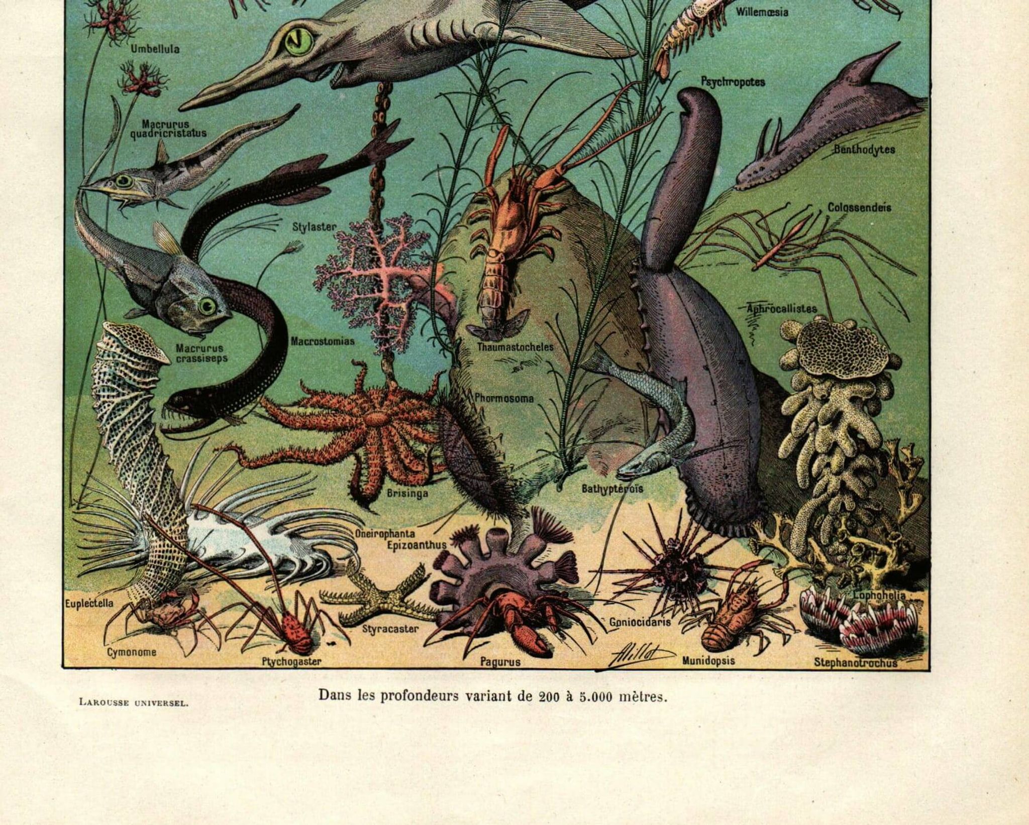 Old engraving from 1923 - Oceanography and marine life - vintage plate