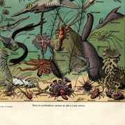 Old engraving from 1923 - Oceanography and marine life - vintage plate