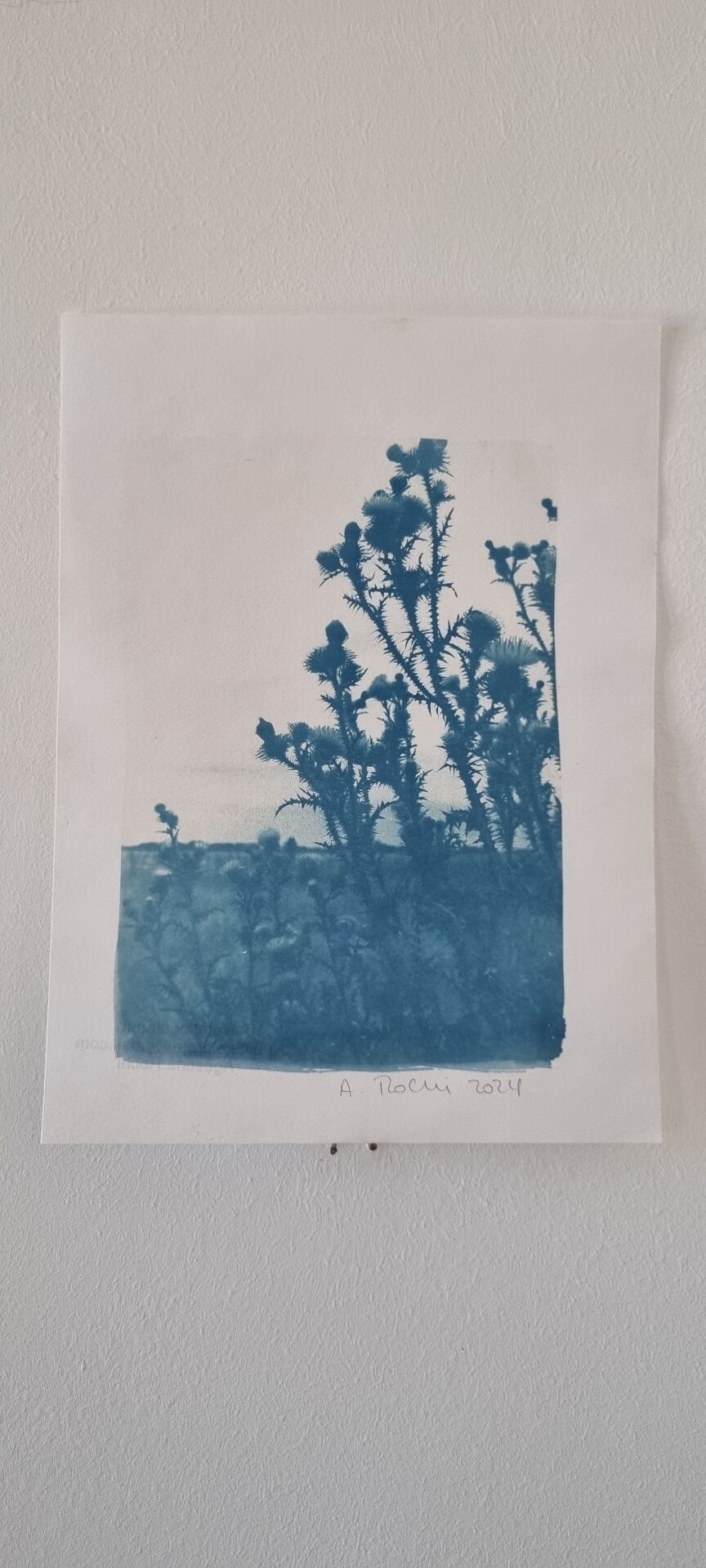 Cyanotype botanique photographique