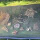 Vintage shell display