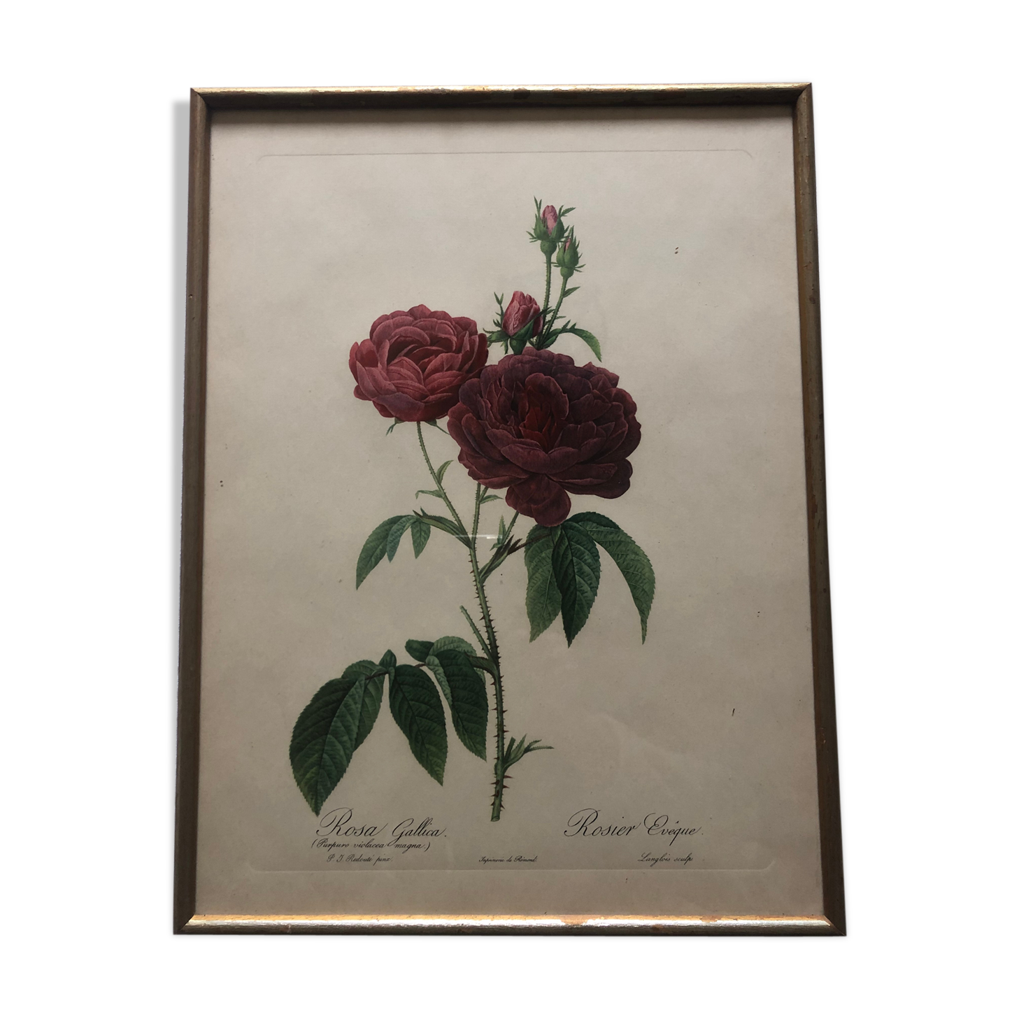 Pierre Joseph Redouté botanical plank framed