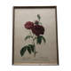 Pierre Joseph Redouté botanical plank framed
