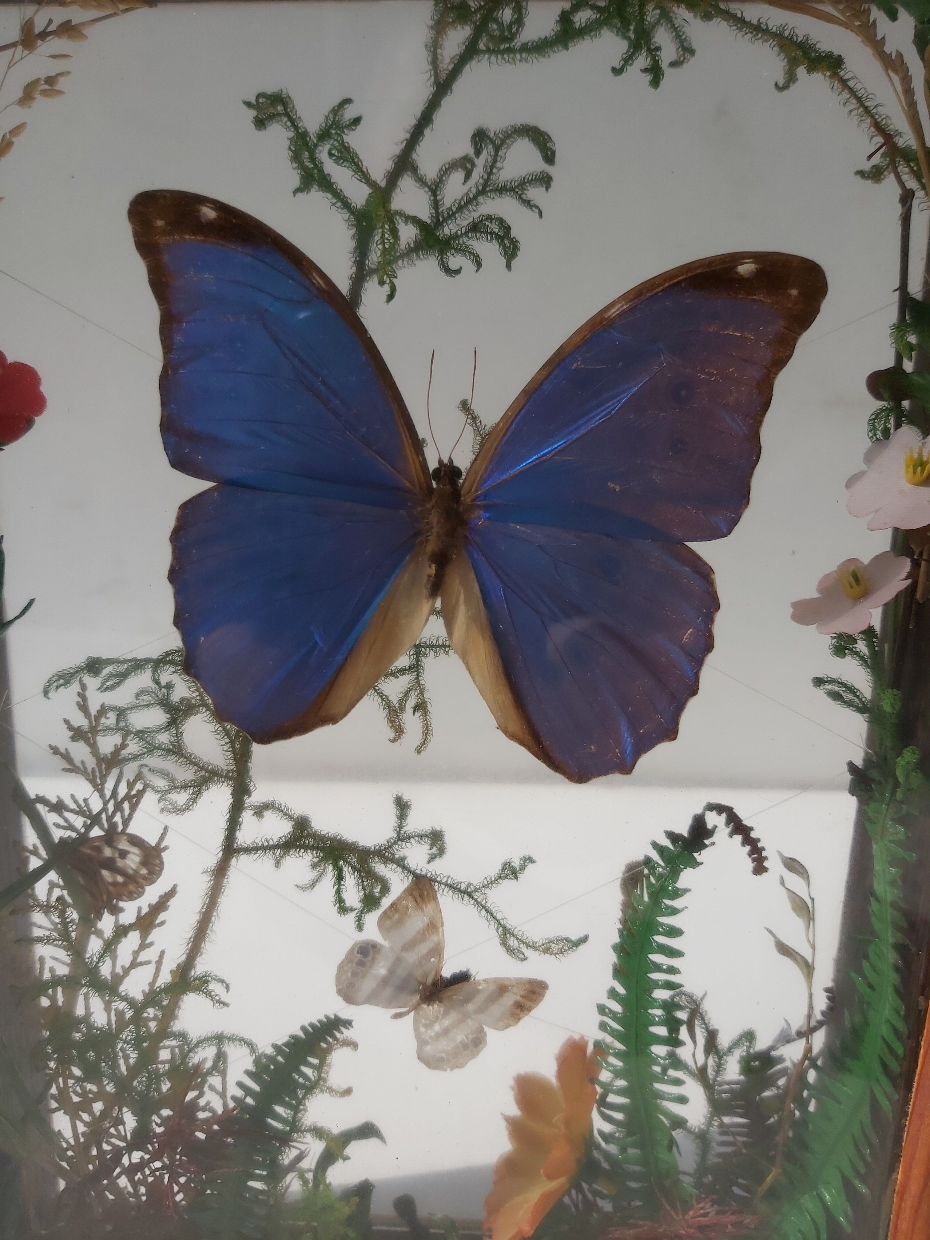 Box composition butterfly wood and glass
