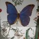 Box composition butterfly wood and glass