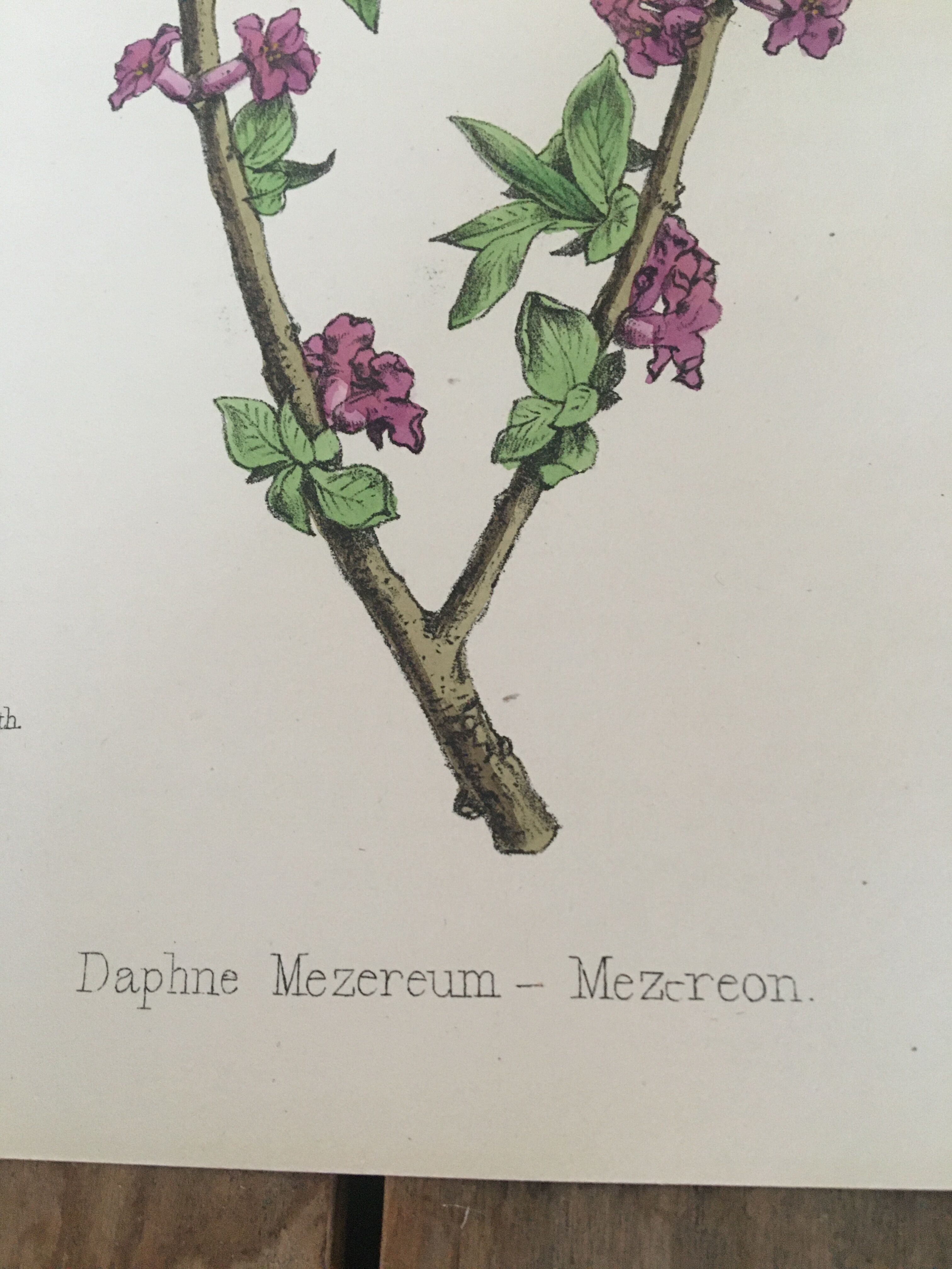 Botanical plank, 1920