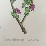 Botanical plank, 1920