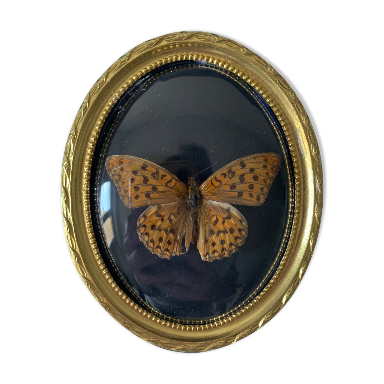 Butterfly under bulging frame