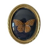 Butterfly under bulging frame