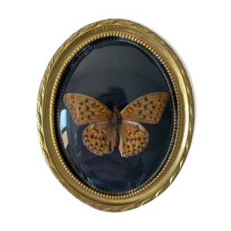 Butterfly under bulging frame