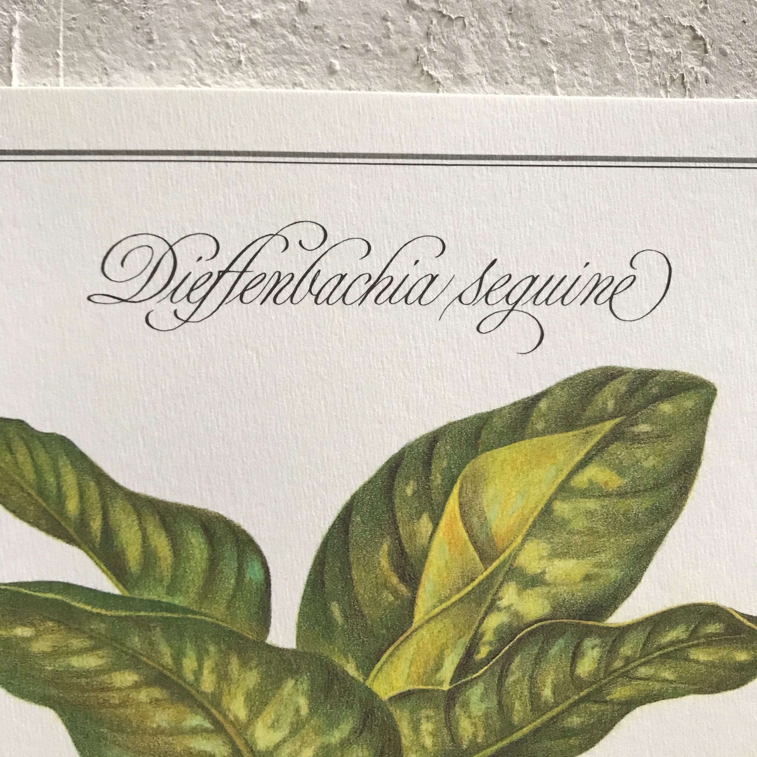 Planche botanique dieffenbachia seguine