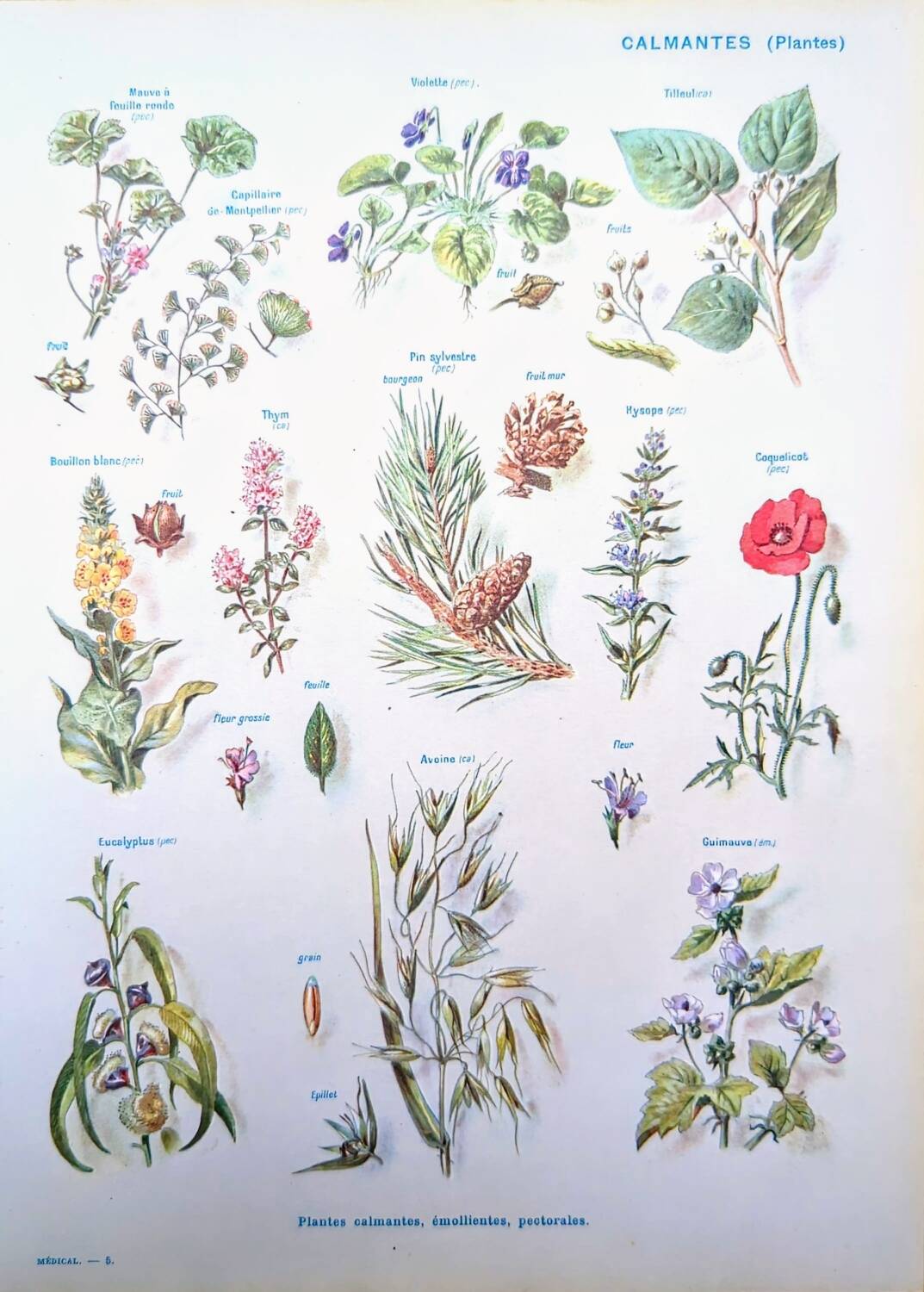 Printed in 1954, calming plants.