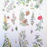 Printed in 1954, calming plants.