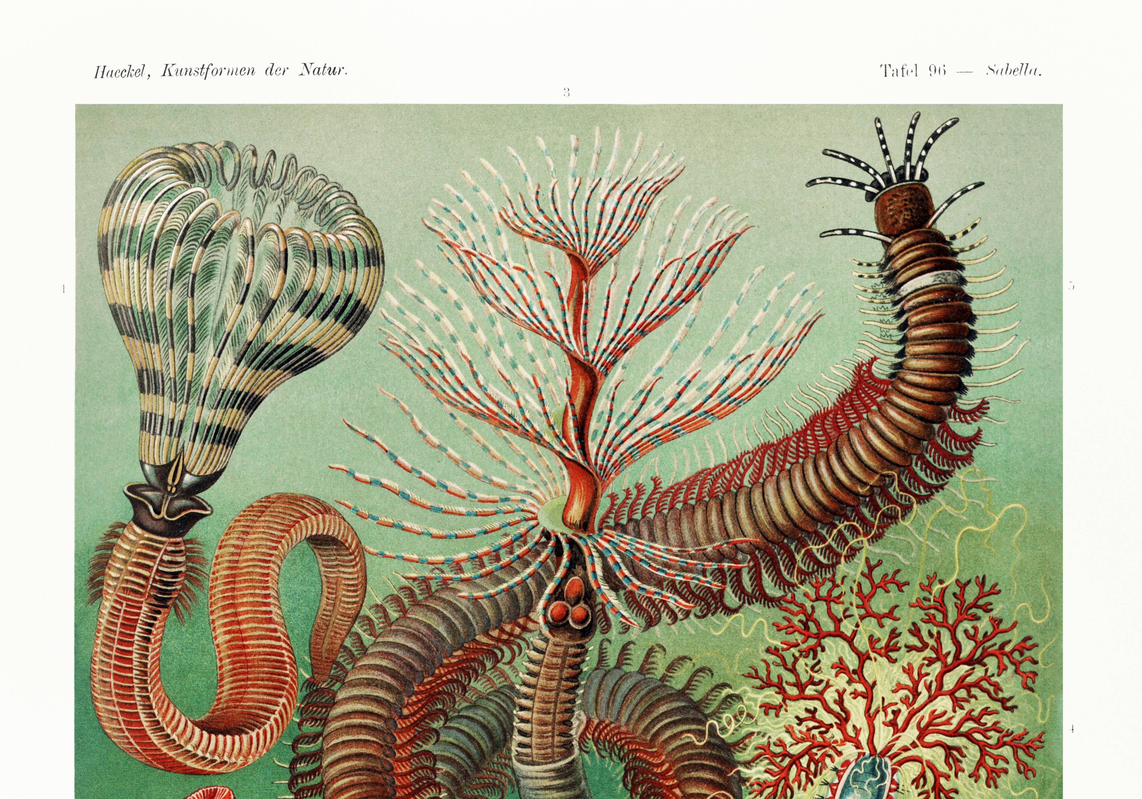 Poster about marine worms based on an old lithograph from 1904.