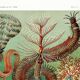 Poster about marine worms based on an old lithograph from 1904.