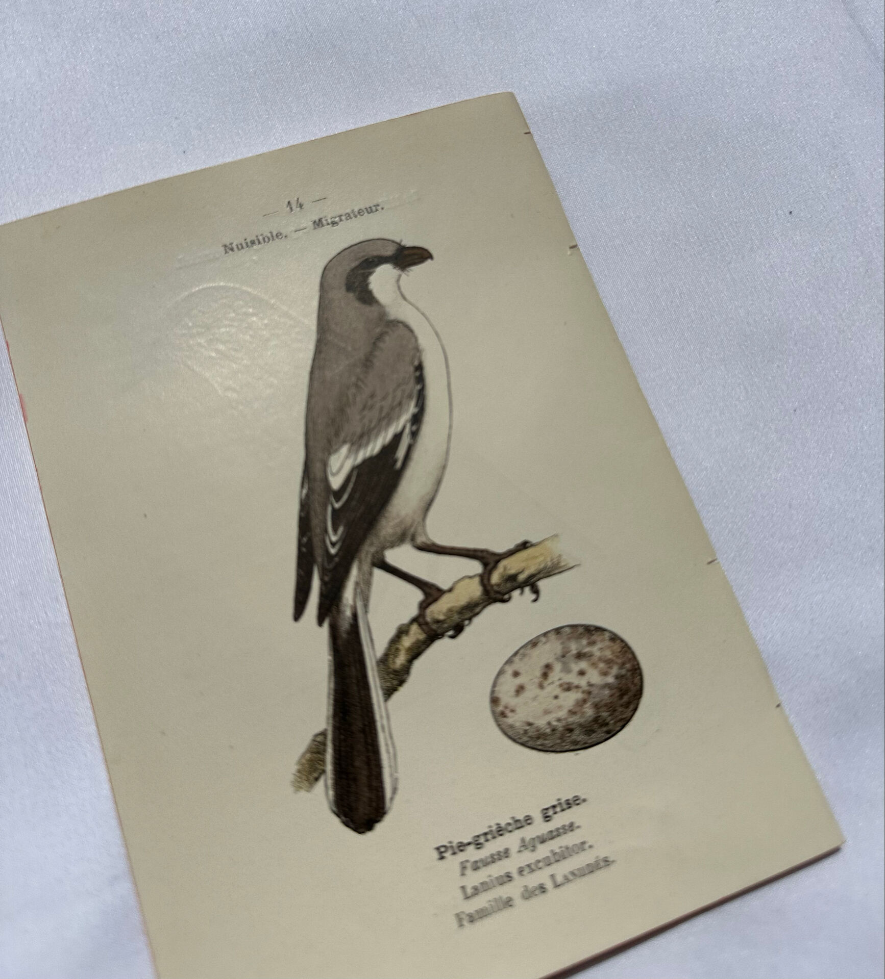 Planche Botanique Gravure oiseaux naturaliste  19eme recto verso  A