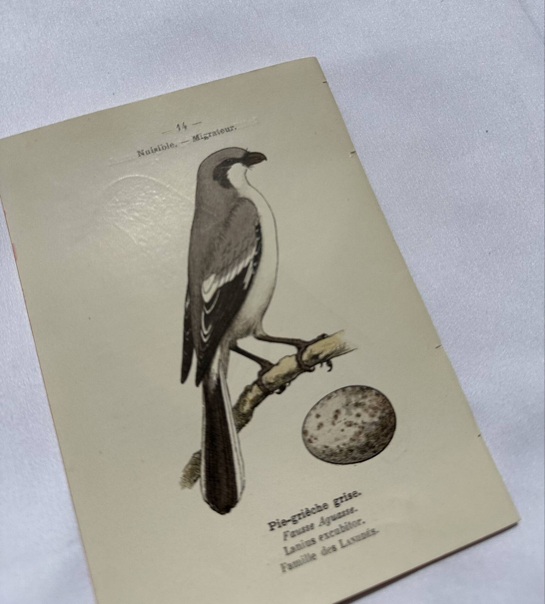 Botanical Plate Engraving of Birds, Naturalist, 19th Century, Double-sided A
