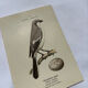 Planche Botanique Gravure oiseaux naturaliste  19eme recto verso  A