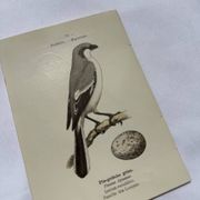 Botanical Plate Engraving of Birds, Naturalist, 19th Century, Double-sided A