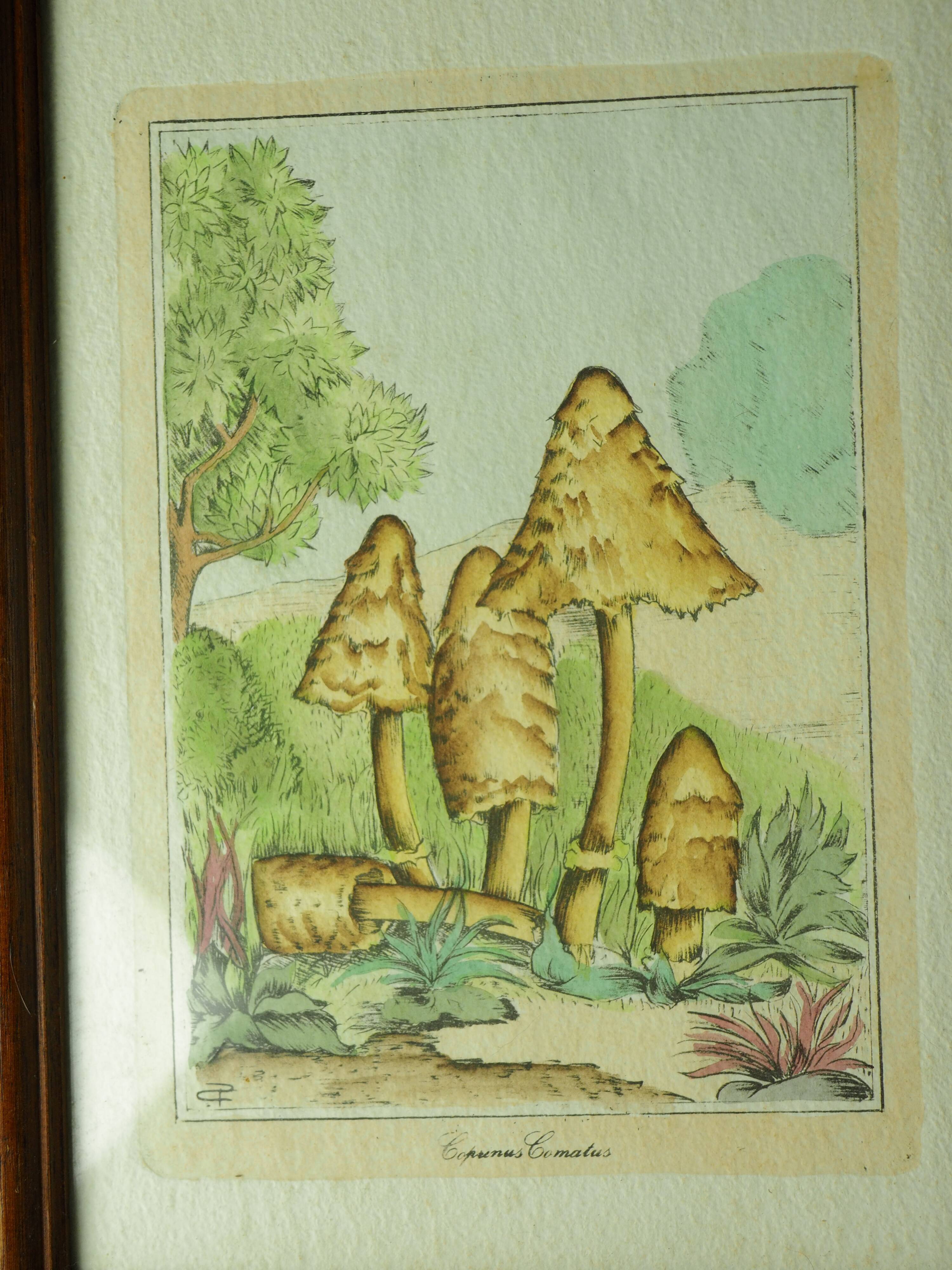 Pair of colorized mycological lithographs - Coprinus comatus, Psalliotta arvensis - 70s